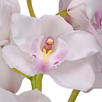 Wholesale Mother\'s Day Pastel Cymbidium Orchids