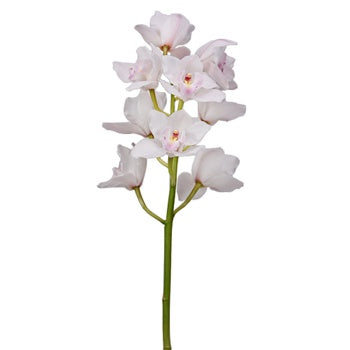 Cymbidium Orchids White and Pink Overnight