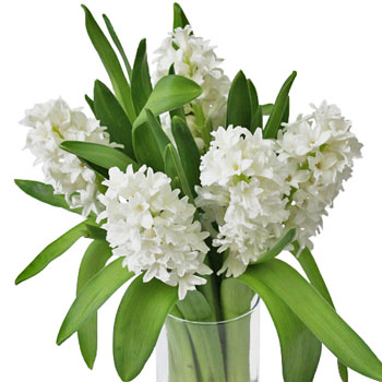 Hyacinth White Flower January to April