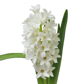 Hyacinth White Flower January to April