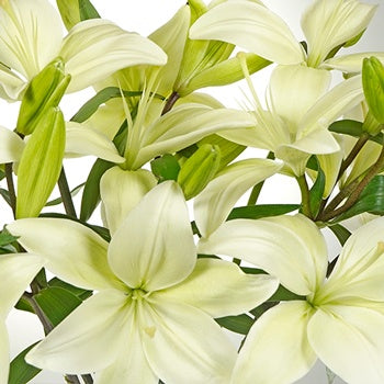 White Hybrid Lily Richmond Close up