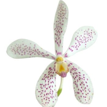 White and Pink Aranda Orchids