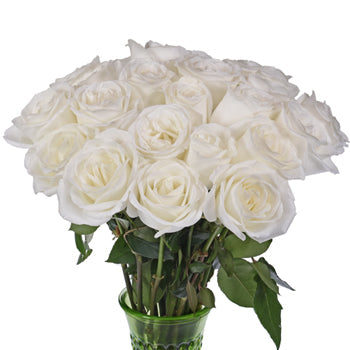White Tibet Rose