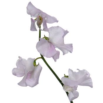 Blushing Bride White Designer Japanese Sweet Peas