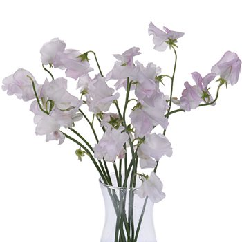Blushing Bride White Designer Japanese Sweet Peas