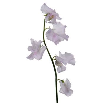 Blushing Bride White Designer Japanese Sweet Peas