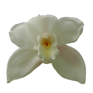 Cymbidium Orchids White and Yellow