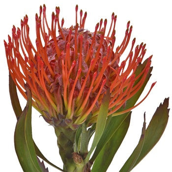Wholesale Tropical Flowers Pincushion Proteas