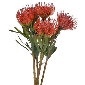 Wholesale Tropical Flowers Pincushion Proteas 4 stems