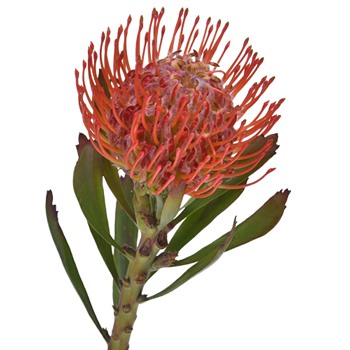 Pincushion Protea Red Flower Stem