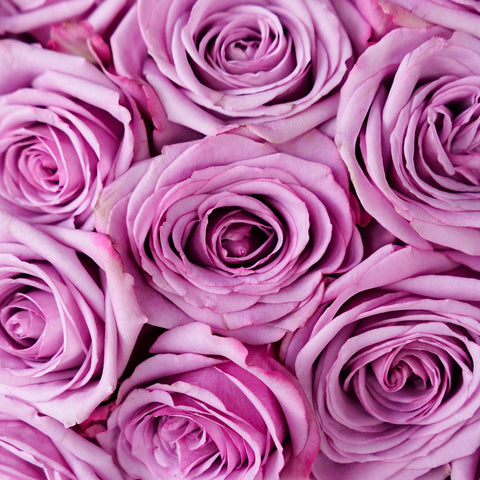 Roses By Color