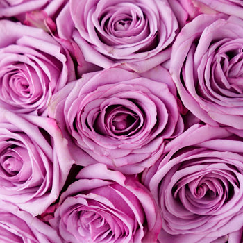 Cool Water Lavender Rose