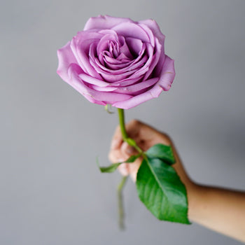 Cool Water Lavender Rose