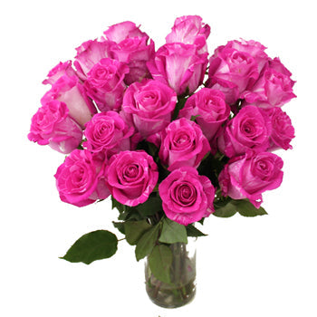 Wild One Pink Rose