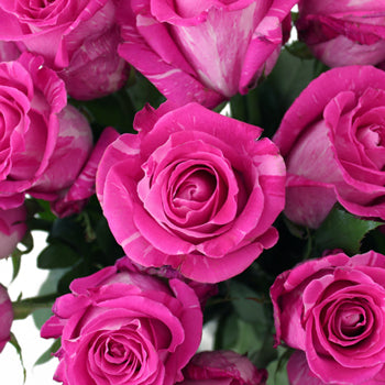 Wild One Pink Rose