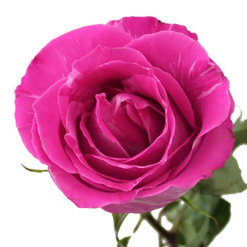 Wild One Pink Rose