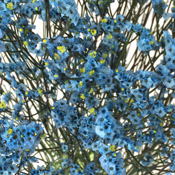 Capri Blue Limonium Airbrushed Filler Flowers