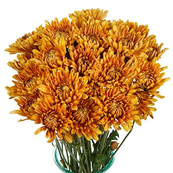 Bronze Fawn Chrysanthemum