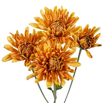 Bronze Fawn Chrysanthemum