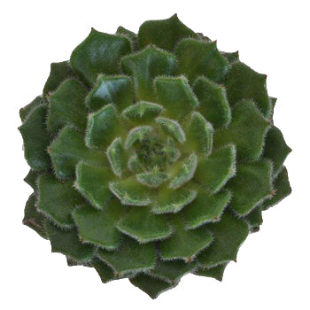 Fuzzy Succulent Flower