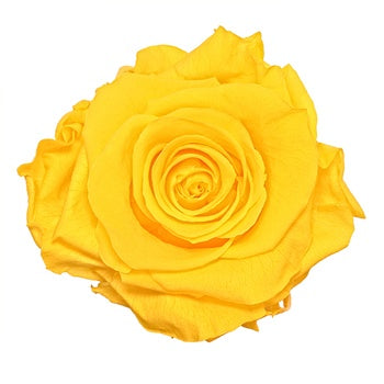 Preserved Yellow Rose
