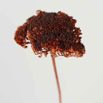Dried Chocolate Truffle Yarrow