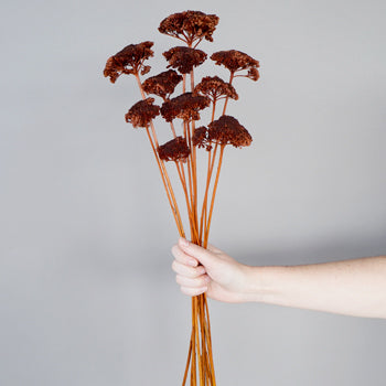 Dried Chocolate Truffle Yarrow