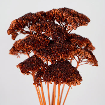 Dried Chocolate Truffle Yarrow