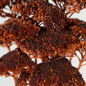 Dried Chocolate Truffle Yarrow