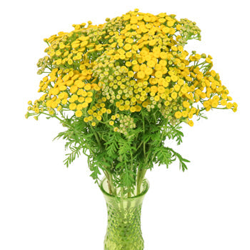 Yarrow Tansy Filler Flower