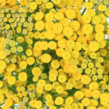 Yarrow Tansy Filler Flower