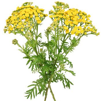 Yarrow Tansy Filler Flower