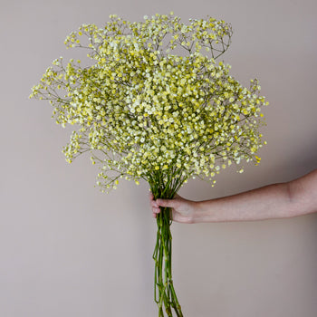 Yellow Airbrushed Baby's Breath