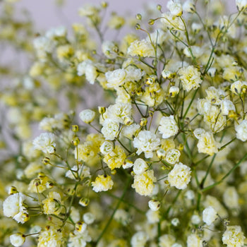 Yellow Airbrushed Baby's Breath