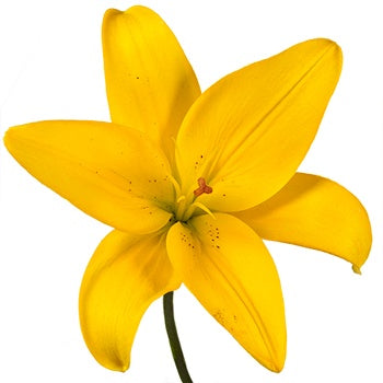 Yellow Asiatic Liliies