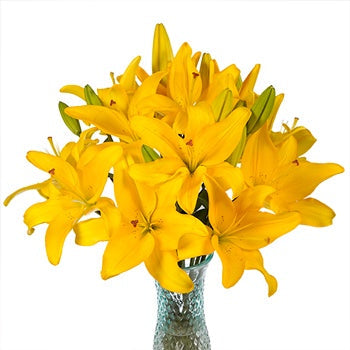 Wholesale Asiatic Lilies