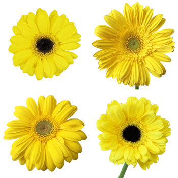 Gerbera Flower Yellow