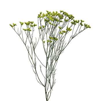 Yellow Limonium Flower