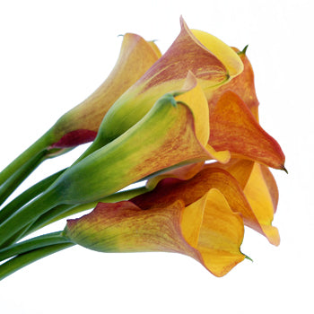 Sunset Colors Mini Calla Lily