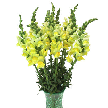 Snapdragon Yellow Flower