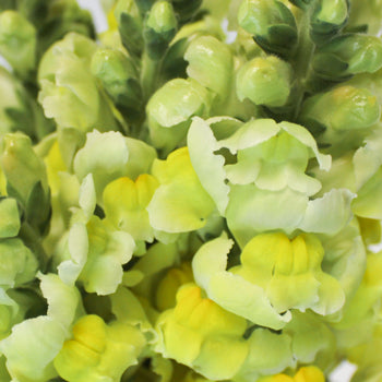 Snapdragon Yellow Flower