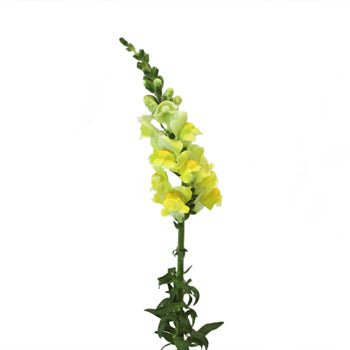Snapdragon Yellow Flower