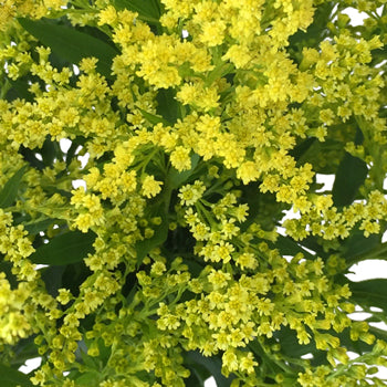 Enhanced Yellow Estelle Filler Flower