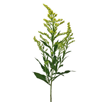 Enhanced Yellow Estelle Filler Flower