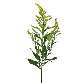 Enhanced Yellow Estelle Filler Flower