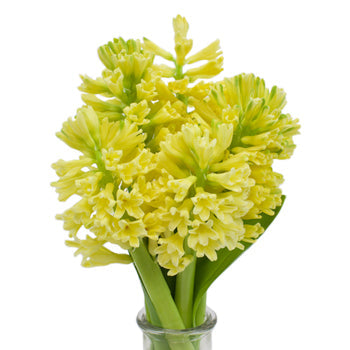 Hyacinth Yellow Flower May to December