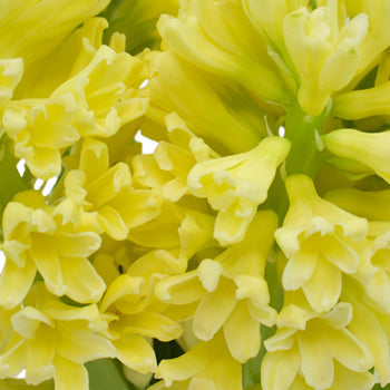 Hyacinth Yellow Flower May to December