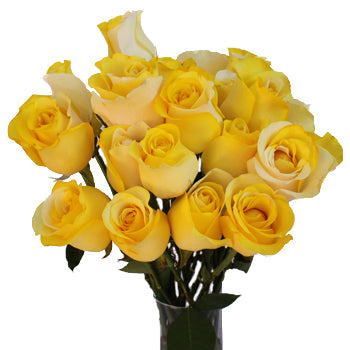 Yellow and White Rainbow Roses