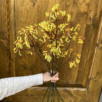 Kangaroo Paw Yellow Flower