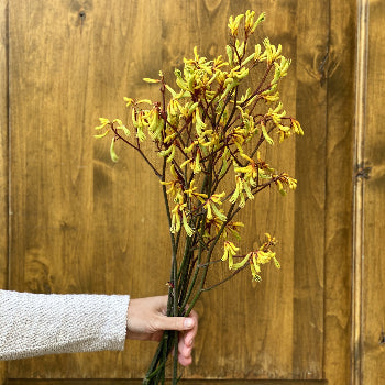 Kangaroo Paw Yellow Flower